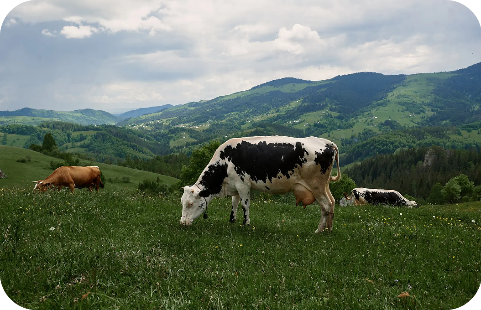 2 Традиційні товари українського молочного експорту