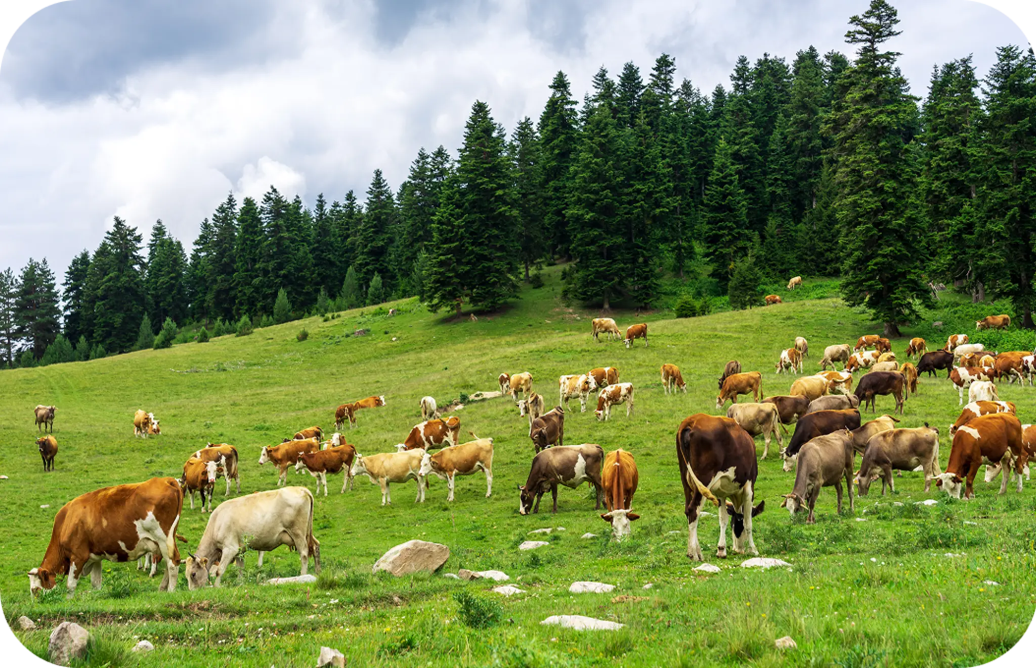 3 Традиційні товари українського молочного експорту